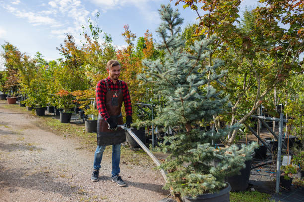 How Our Tree Care Process Works  in  Kettering, OH